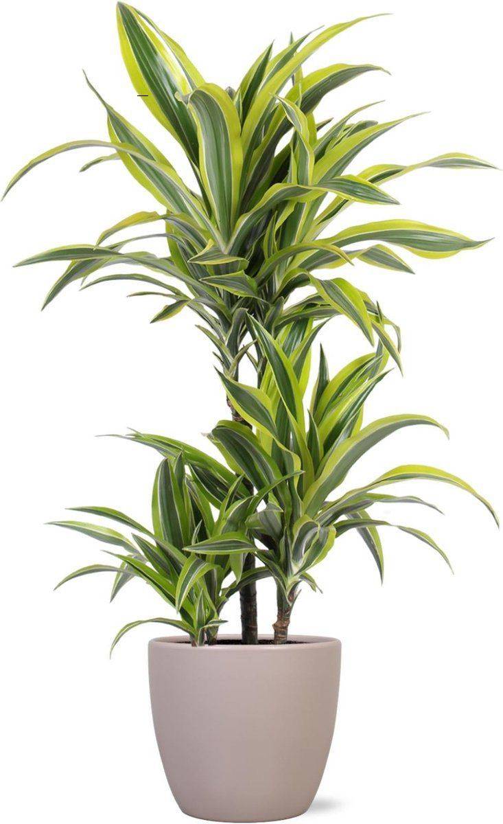  Dracaena Lemon Lime 