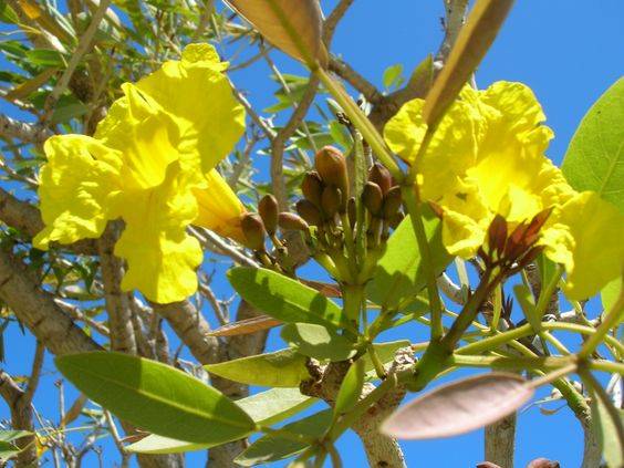 Tabebuia argentea