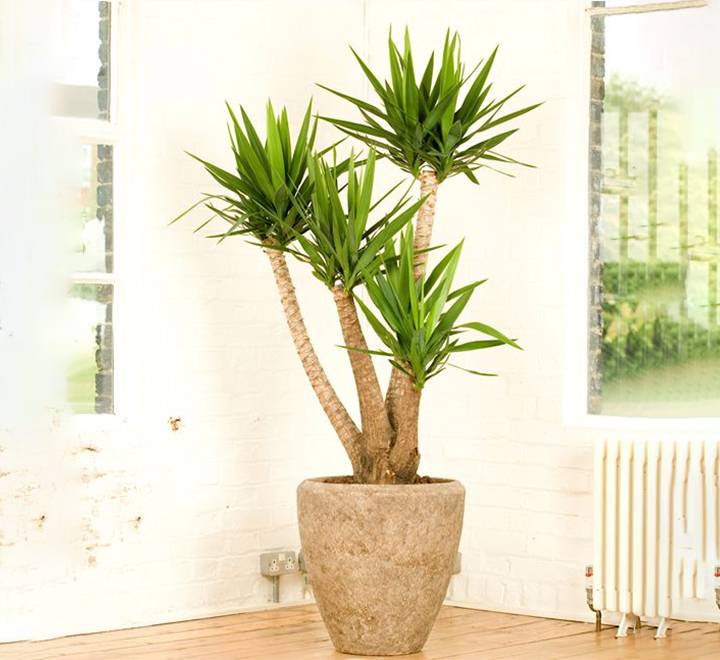 Yucca elephantipes “Spineless Yucca, Giant Yucca”