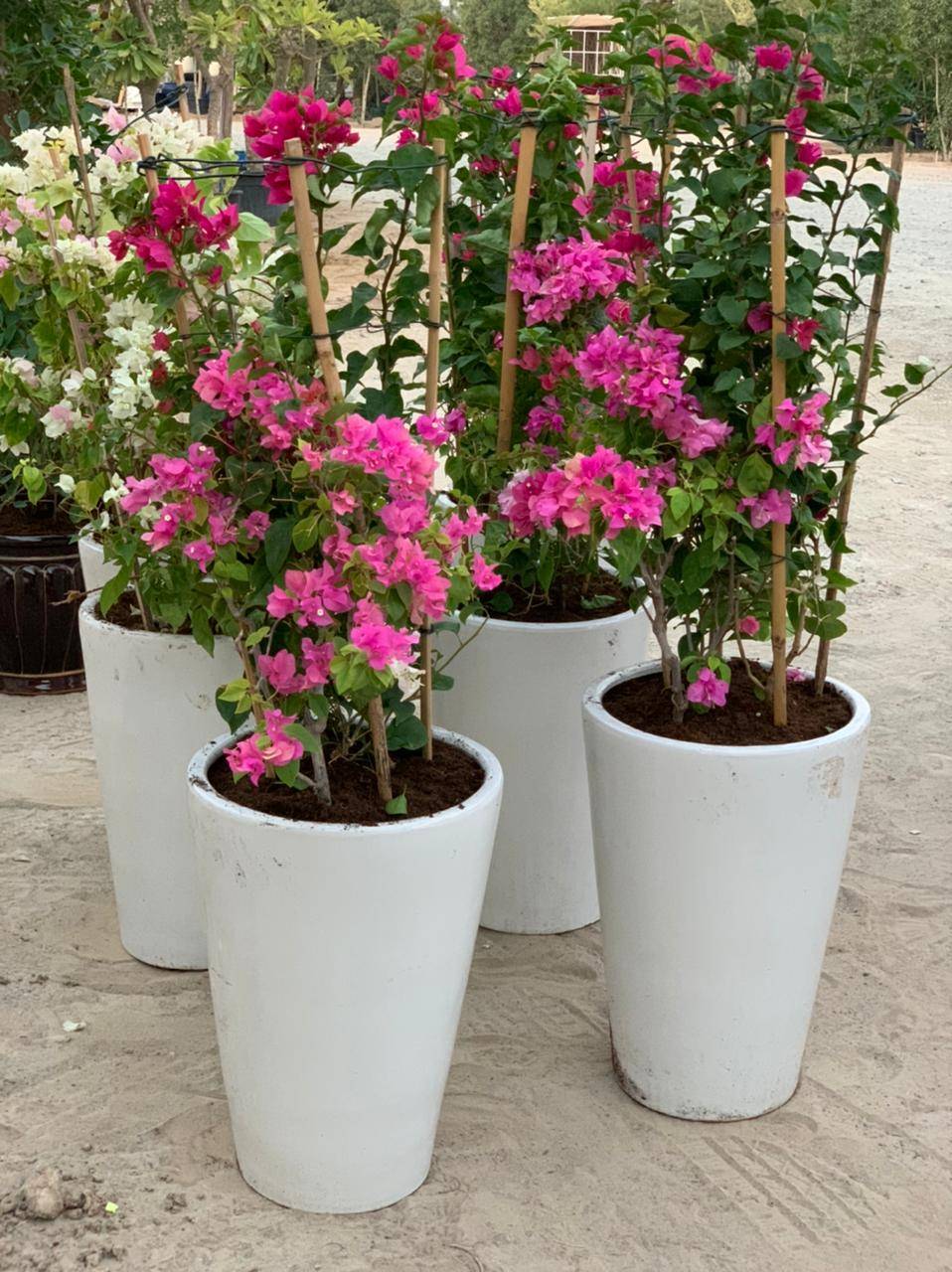  BIG BOUGAINVILLEA IN CERAMIC POT 