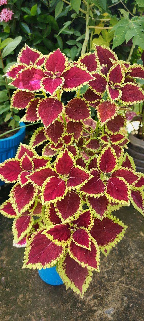 Coleus plant -Big