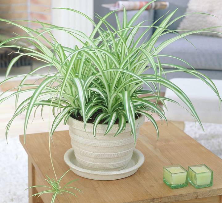 Chlorophytum comosum ‘Variegatum