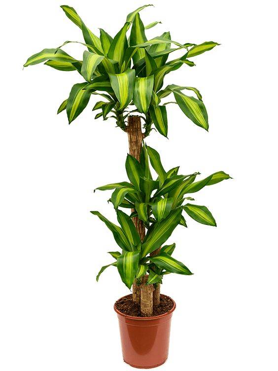 Dracaena Massangeana