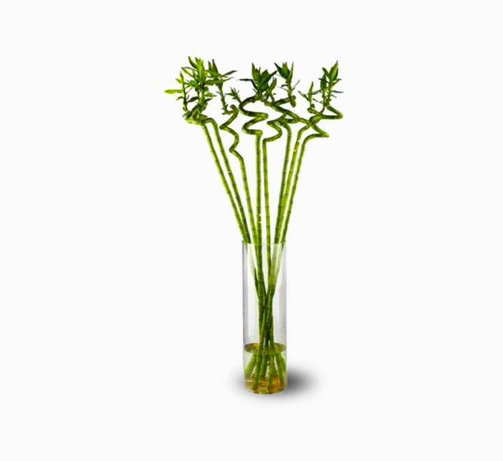 Lucky Bamboo “Per Stick” 50 – 60cm الخيزران محظوظا