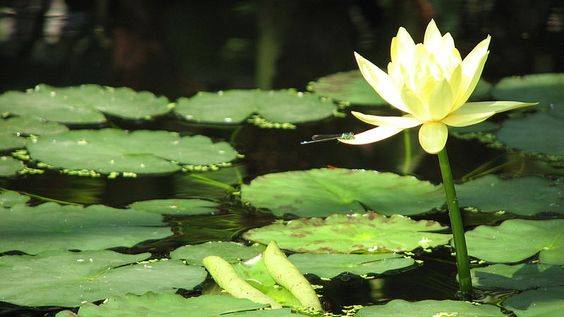 Nymphaea mexicana ( Yellow Water Lily)