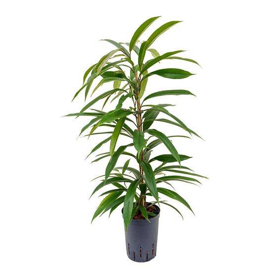 Ficus Amstel King