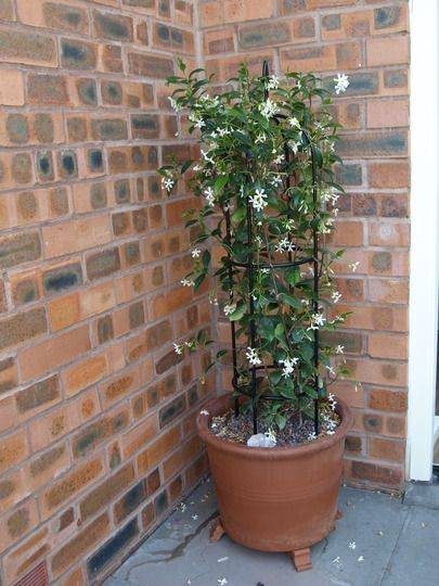 Jasminum grandiflora