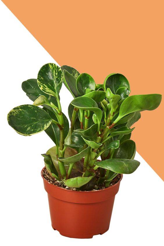 Peperomia marble