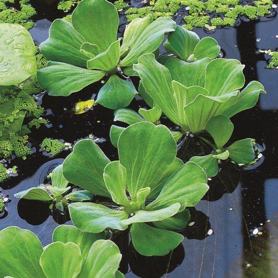Pistia stratiotes (Water Lettuce)