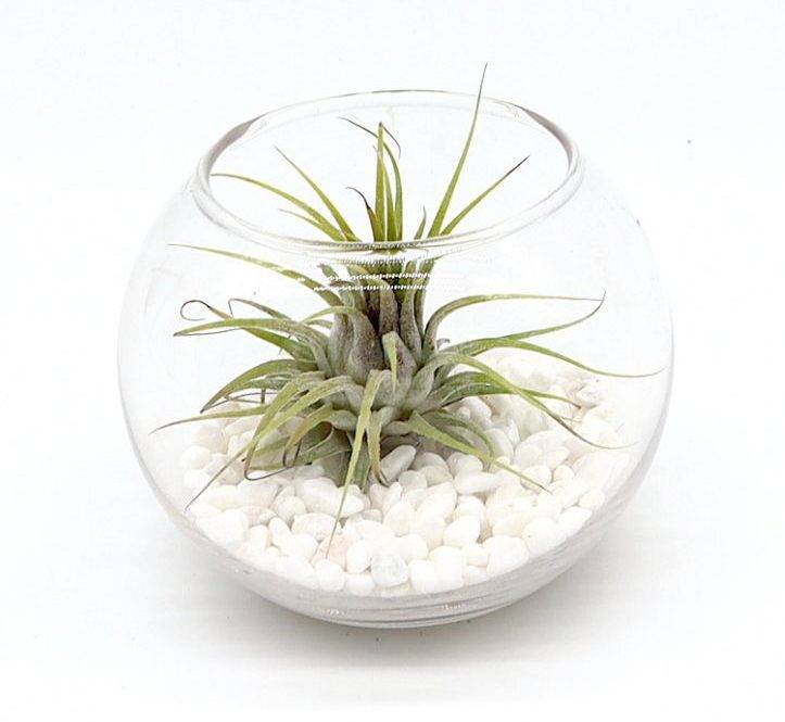 Air Plants Tillandsia Assorted in Transparent pot “Terrarium” 3-