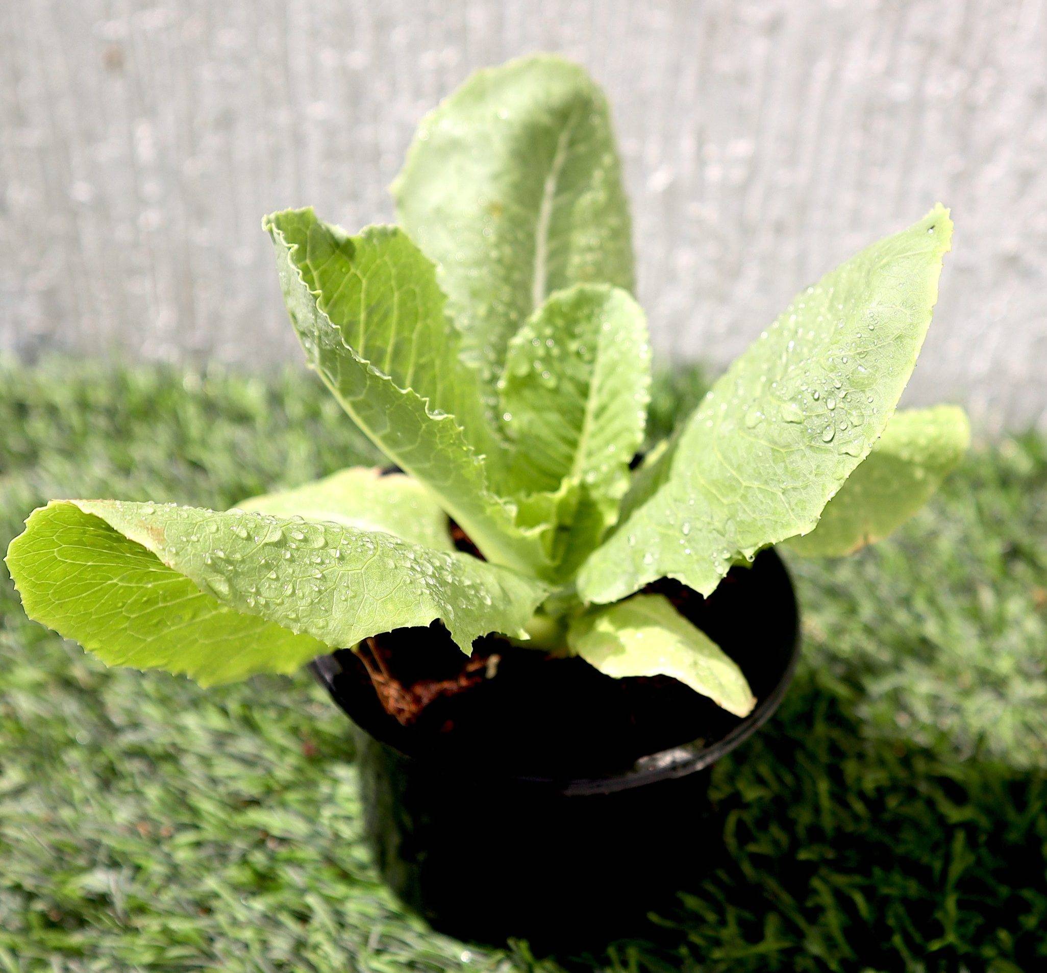 Lactuca
