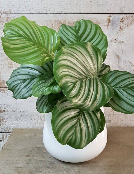 Calathea Orbifolia