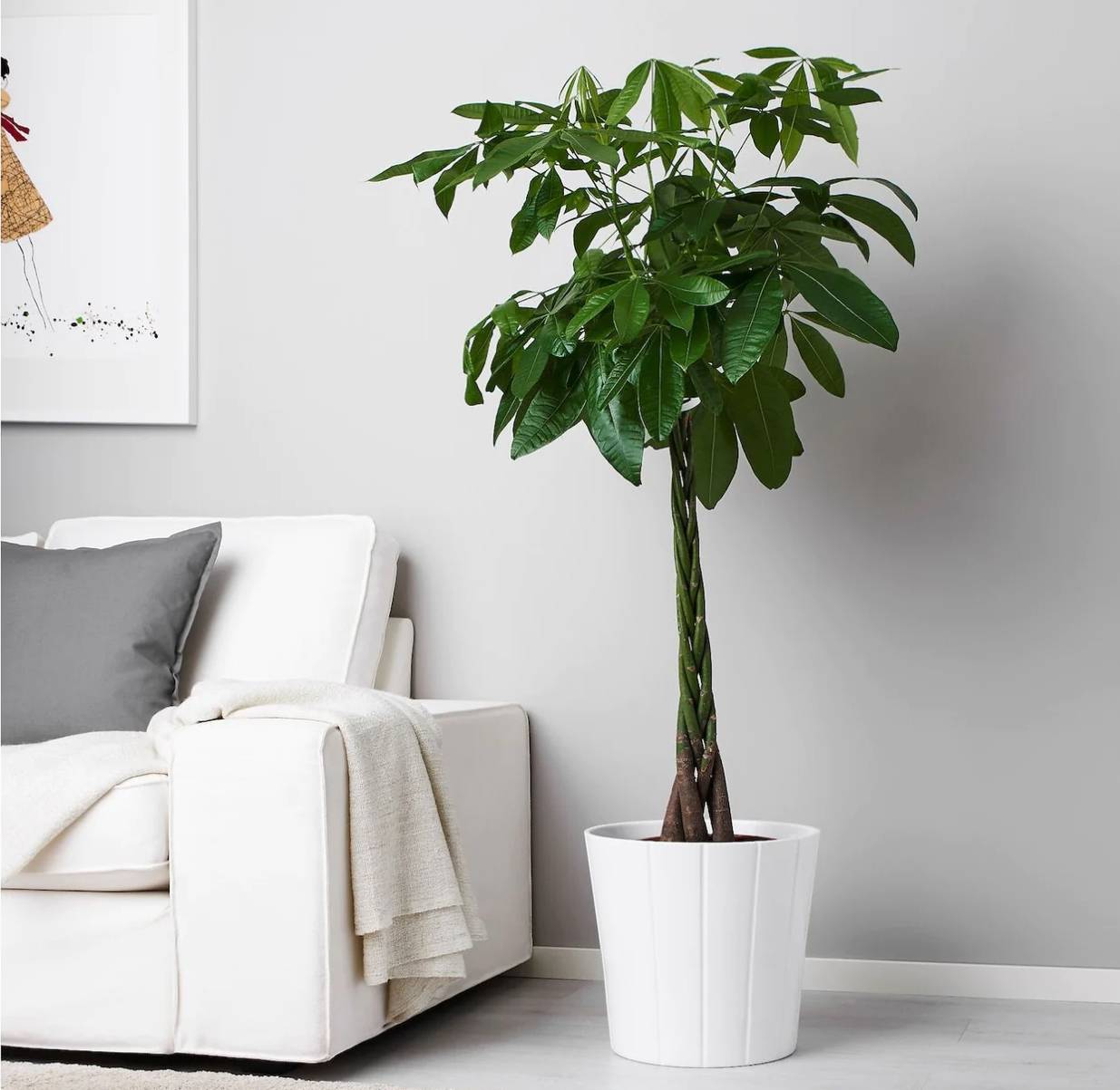  Money Tree / PACHIRA AQUATICA