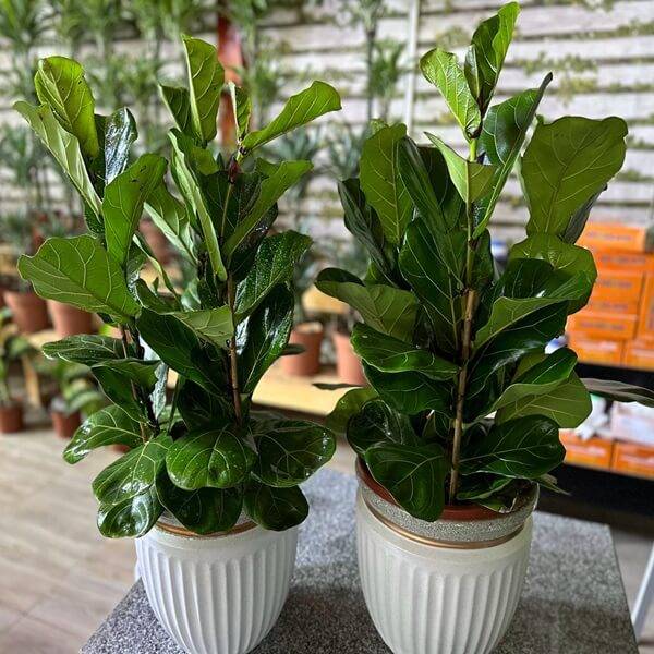  fiddle leaf plants (2PC) Promo 