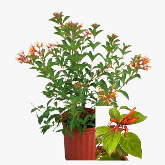 Hamelia patens (Fire Bush)