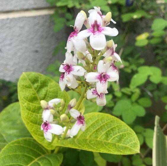 Eranthemum Variegated (Pseuderanthemum)