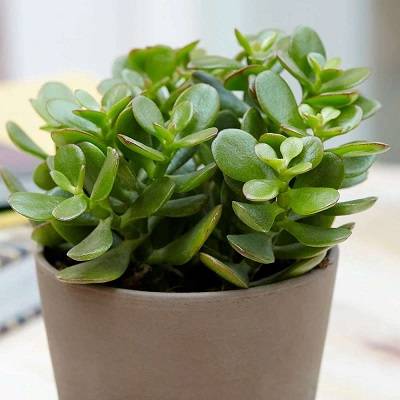 Crassula ovata | Friendship Tree or Money Tree or Jade Tree 
