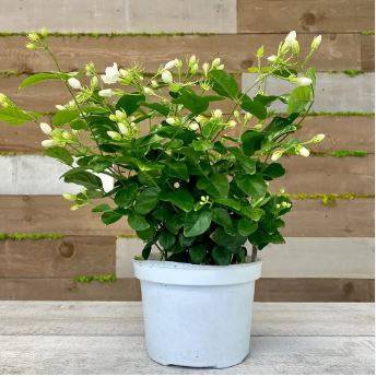 Jasmine sambac - Arabian jasmine