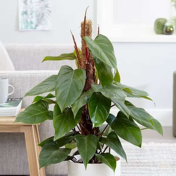 Philodendron erubescens 'Red Emerald' | Philodendron 